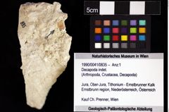 Foto (Objket + Etiketten) von Decapoda indet. 